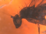 ļ